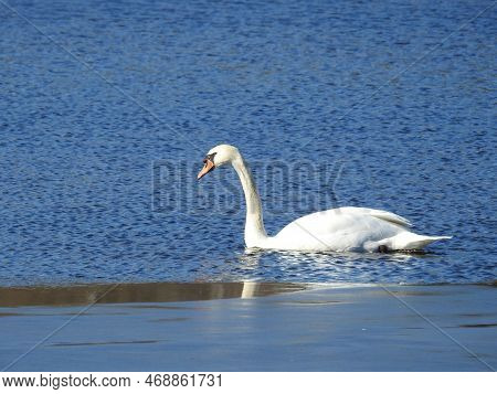 A Beautiful Mute Swan Swimming In The Waters Of The Edwin B. Forsythe National Wildlife Refuge, Duri