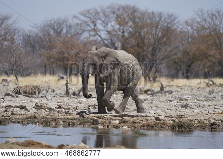 African Elephant (loxodonta Africana) Approaching A Waterhole In Etosha National Park, Namibia
