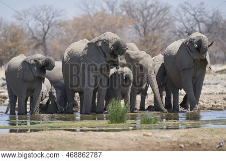 Group Of African Elephant (loxodonta Africana) At A Waterhole In Etosha National Park, Namibia