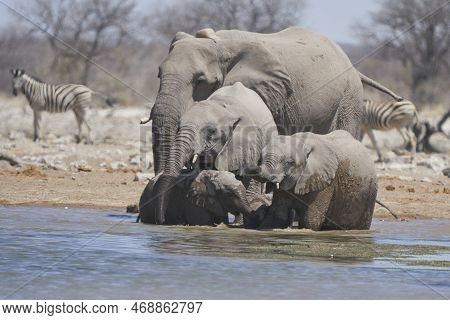 Group Of African Elephant (loxodonta Africana) At A Waterhole In Etosha National Park, Namibia