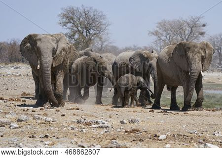 Group Of African Elephant (loxodonta Africana) At A Waterhole In Etosha National Park, Namibia