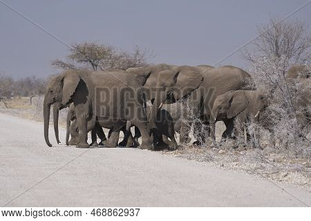 African Elephant (loxodonta Africana) Approaching A Waterhole In Etosha National Park, Namibia