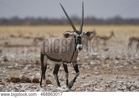 Gemsbok (oryx Gazella) At A Waterhole Crowded With Antelope And Other Animals In Etosha National Par