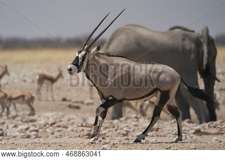 Gemsbok (oryx Gazella) At A Waterhole Crowded With Elephant And Other Animals In Etosha National Par