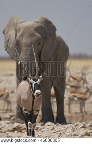 Gemsbok (oryx Gazella) At A Waterhole Crowded With Elephant And Other Animals In Etosha National Par