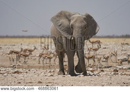 African Elephant (loxodonta Africana) Approaching A Waterhole In Etosha National Park, Namibia