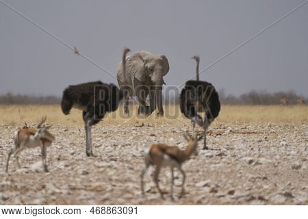African Elephant (loxodonta Africana) Approaching A Waterhole In Etosha National Park, Namibia