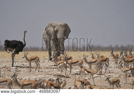 African Elephant (loxodonta Africana) Approaching A Waterhole In Etosha National Park, Namibia
