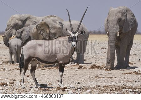 Gemsbok (oryx Gazella) At A Waterhole Crowded With Elephant And Other Animals In Etosha National Par