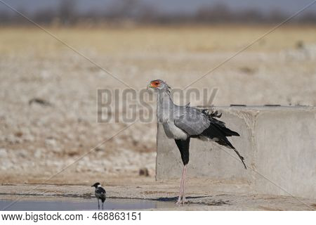 Secretarybird (sagittarius Serpentarius) Walking Across Arid Ground At A Waterhole In Etosha Nationa