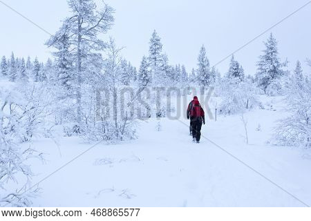 Saariselka, Finland - December 31, 2017: Trekking In The Snow During Winter In Lapland