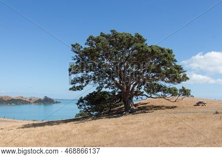 The View Of Picturesque Landscape With Big Tree, Dry Grass And Blue Sea On Background In A Sunny Day