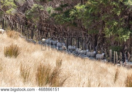 The View Of Sheep Herd Hiding Under Tree Shadow In A Sunny Day, Duder Regional Park, Auckland City, 