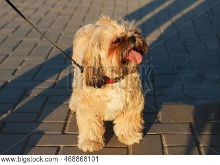 Small Beautiful Dog Yorkshire Terrier Sits And Rests After A Long Walk With A Tongue Out In Park, In