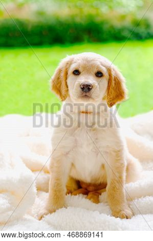 Cute Hovawart Young Puppy. Lovely Golden Retriever Puppy. Sweet Puppy On Sunny Day