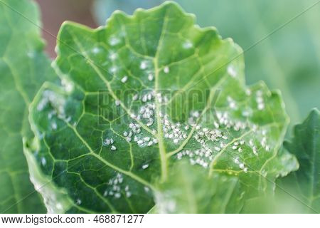 Whitefly Aleyrodes Proletella Agricultural Pest On Cabbage Leaf.