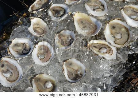 oysters