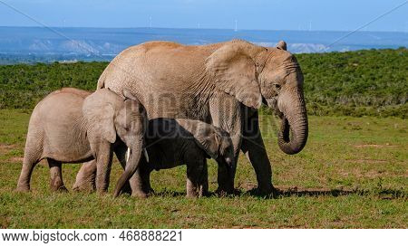 Addo Elephant Park South Africa, Family Of Elephant In Addo Elephant Park, Elephants Taking A Bath