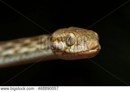Cat-eyed Snake, Madagascarophis Colubrinus Is A Species Of Snake Of The Family Pseudoxyrhophiidae, N