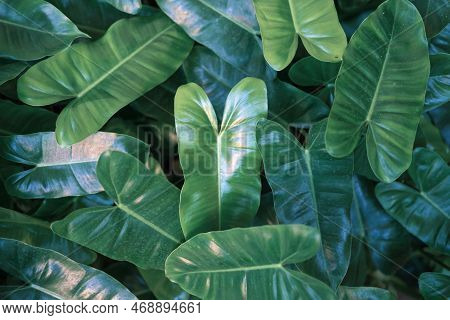 Close Up On Cute Heart Shaped Leaves Of Heart Leaf Philodendron Philodendron Scandens, Sweetheart Pl