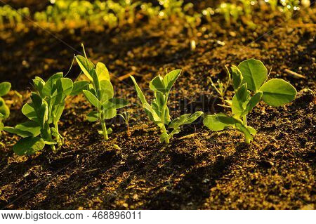 The Pea Shoots In Rows On Garden Beds In The Vegetable Field. Cultivation Of Vegetables. Agriculture