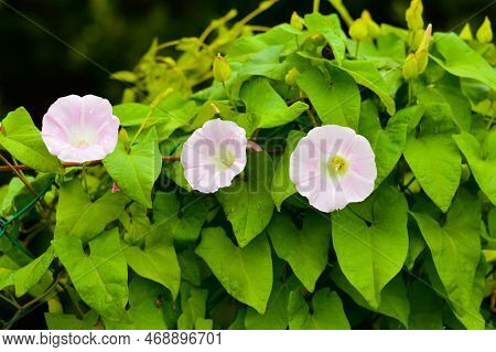 Convolvulus Arvensis Grows And Blooms In The Field