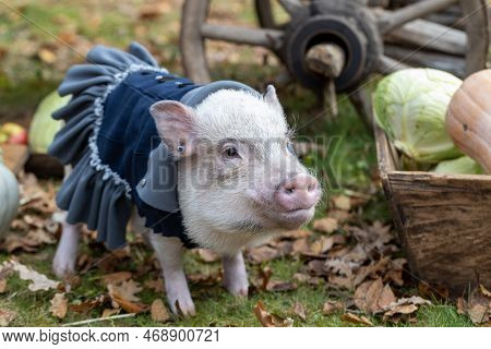 White Mini Pig In A Smart Suit Posing On An Autumn Background