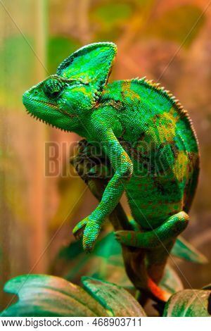 The Green Chameleon Chamaeleonidae Is A Family Of Lizards That Can Change Body Color. Bright Portrai