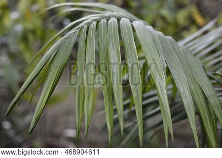 Piccabeen Palm Green Leaves In The Spring