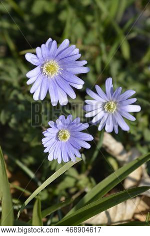 Apennine Anemone Blue Flowers In The Spring