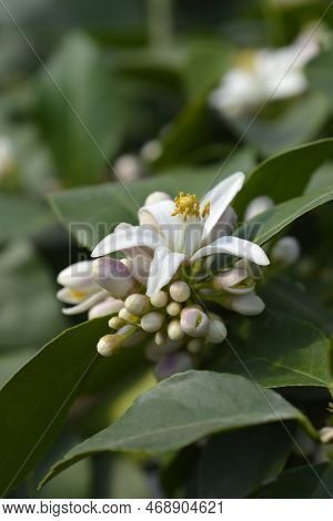 Meyer Lemon White Flowers In The Spring