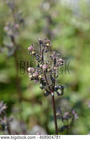 Foxglove Beardtongue Husker Red Flower Buds In The Spring