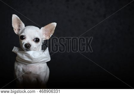 A Small Dog Of The Chihuahua Breed Tilts Its Head In Front Of Itself. A White Gauze Bandage Is Hangi