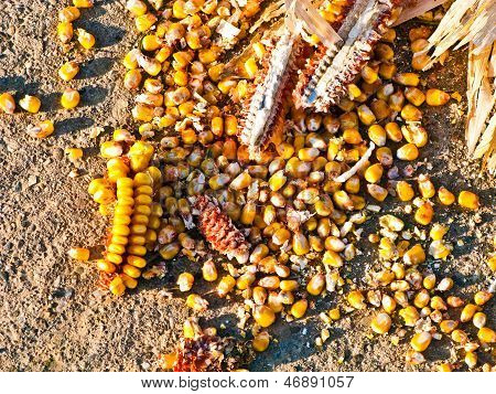 Ha z Indian Corn w złote światło i piękne Landscapeats