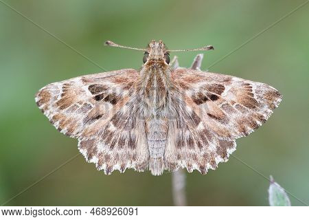 Detailed Dorsal Macro Close Up Of A Mallow Skipper, Carcharodus Alceae On A Green Background