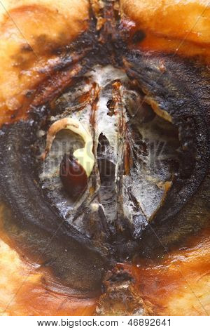 Closeup çürük elma yarım. Yemek atıkları.