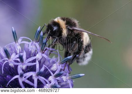 Natural Closeup On A Queen Buff-tailed Bumblebee, Bombus Terrestris Sitting On A Blue Echinops Thist