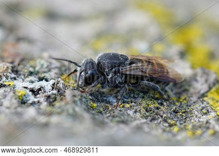 Detailed Closeup Of A Mediterranean Black Cleptoparasite Cuckoo Dark Bee, Stelis Simillima, Sitting 