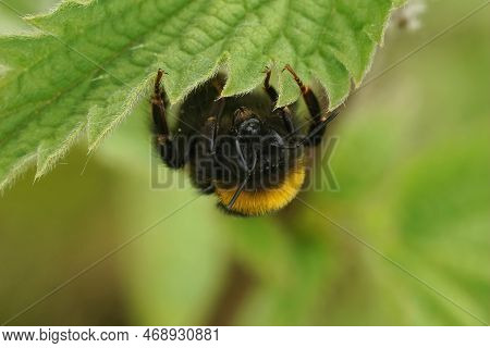 Natural Closeup On A Buff-tailed Bumblebee, Bombus Terrestris, Hanging Down On A Green Nettle Leaf