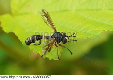 Natural Closeup On The Odd Looking Waisted Beegrabber Fly, Physocephala Rufipes Hanging