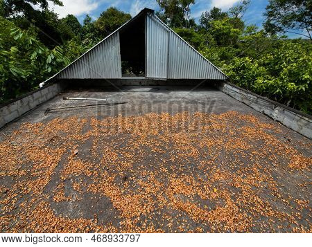 Cocoa Pods Drying On Barge At Cocoa Farm..