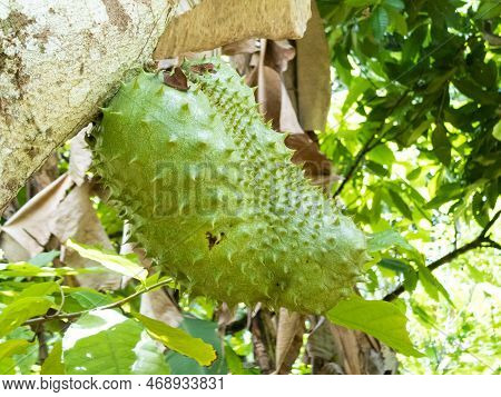 Green Fresh Tropical Fruit Soursop Or Annona Muricata Or Sirsak.