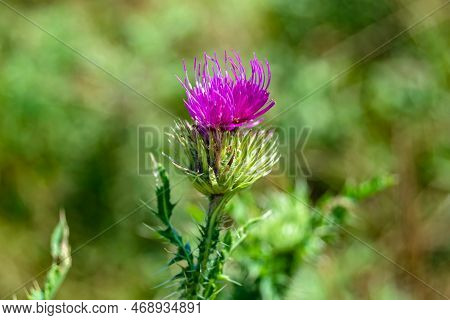 Beautiful Growing Flower Root Burdock Thistle On Background Meadow