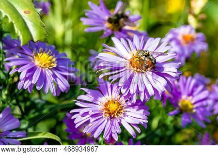 Beautiful Wild Flower Winged Bee On Background Foliage Meadow