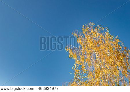 Photography On Theme Large Beautiful Autumn Birch Tree On Background Bright Sky