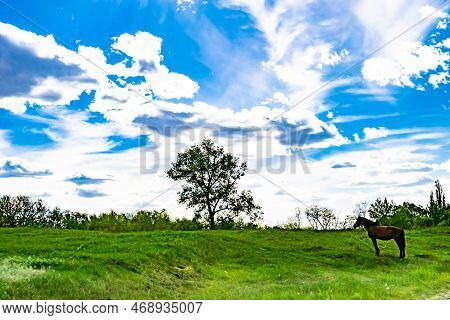 Beautiful Horizon Scenery In Village Meadow On Color Natural Background