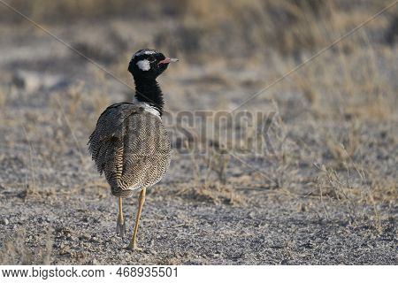 Black Korhaan (eupodotis Afra) On Parched Grassland Of Etosha National Park, Namibia