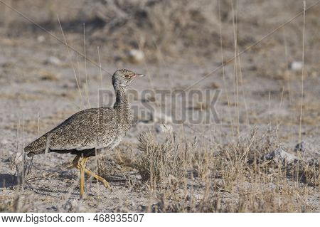 Black Korhaan (eupodotis Afra) On Parched Grassland Of Etosha National Park, Namibia
