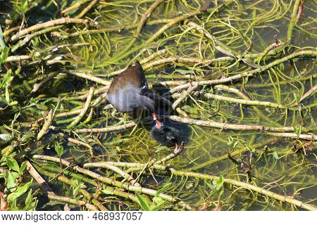 Moorhen Feeding Her Chicks Standing On Waterweed