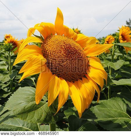 The Helianthus Sunflower Is A Genus Of Plants In The Asteraceae Family. Annual Sunflower And Tuberou
